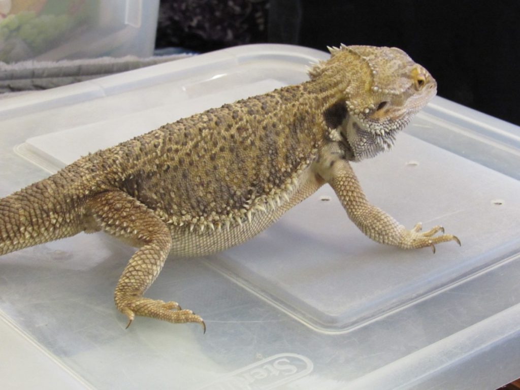 IMG_3828 Didymus Thomas Memorial Library Remsen, NY